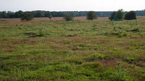 Lowland dry acid grassland