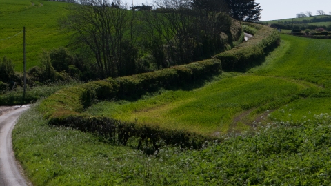 Hedgerow