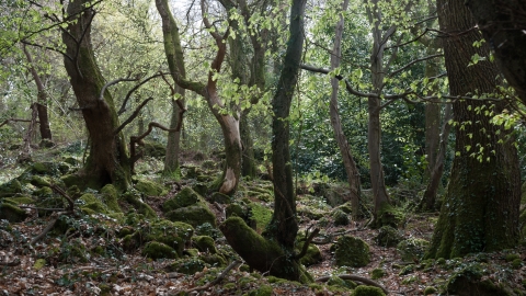 Woodland | Gloucestershire Wildlife Trust