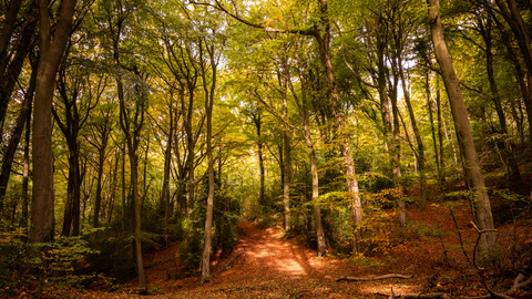 Beech woodland of Coopers Hill