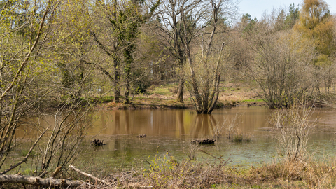 The wetland of Wigpool