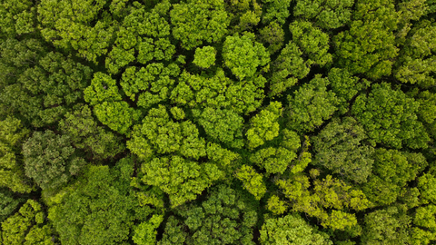 Forest and trees from above, Collin Park Wood