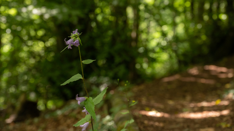 Woodland flower at Old London Road