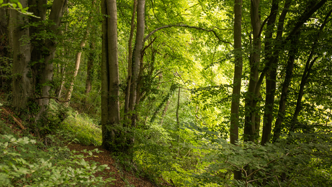 Wooded path