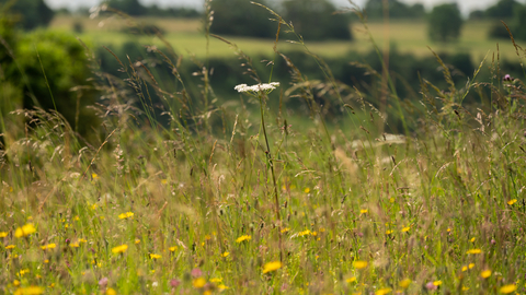 Crickley Hill, Gloucestershire & the Cots