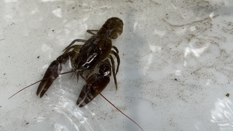 White-clawed crayfish in a tray to be checked before translocation