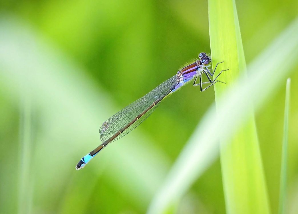 Home | Gloucestershire Wildlife Trust