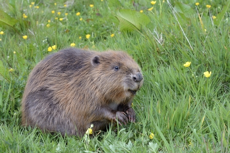 beaver (c) Nick Upton Cornwall Wildlife Trust