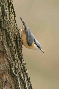 Nuthatch