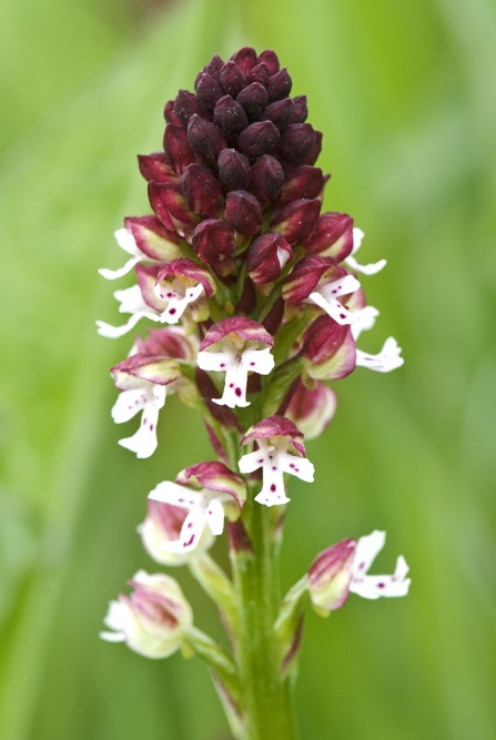 burnt tip orchid (c) Les Binns