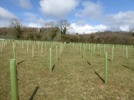 Tree planting