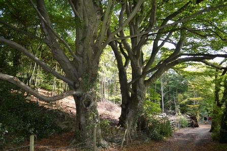 Beech Woodland