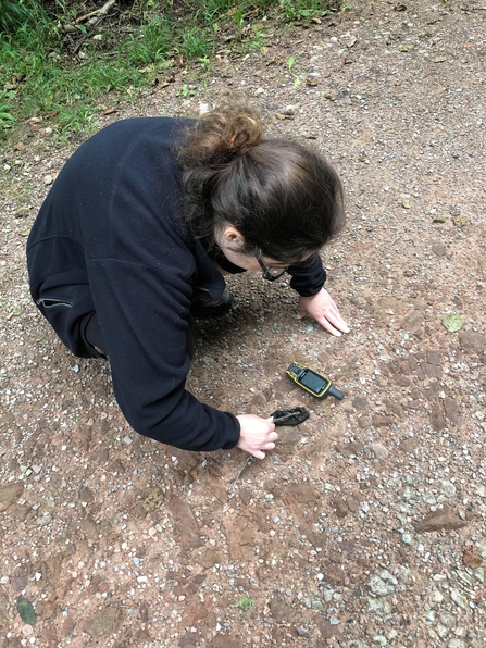 Scat surveys are a vital part of our monitoring work