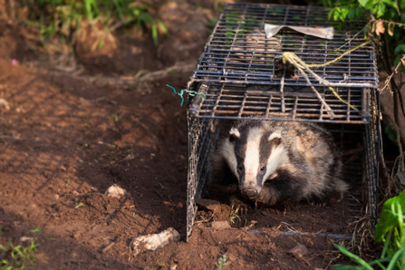 Badger release Seth Jackson