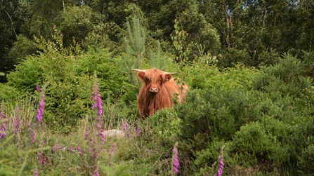 Cattle conservation grazing