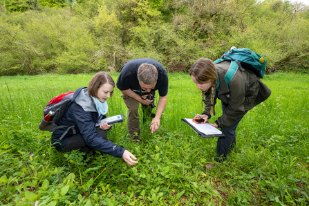 3 people in a green meadow crouched to look at plants 