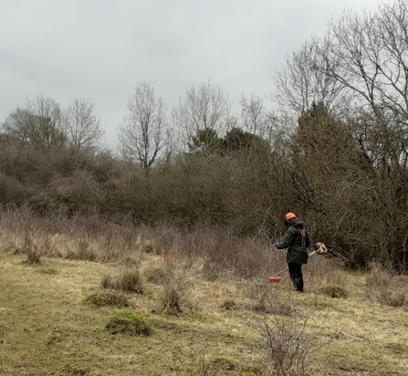 Removing scrub that is encroaching the grassland. Photo by Katherine Keates