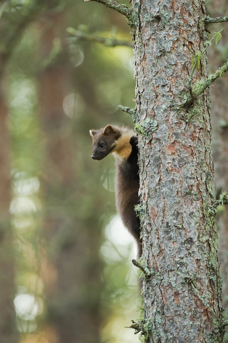 Pine marten (c) Terry Whittaker