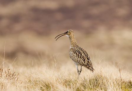 Curlew 