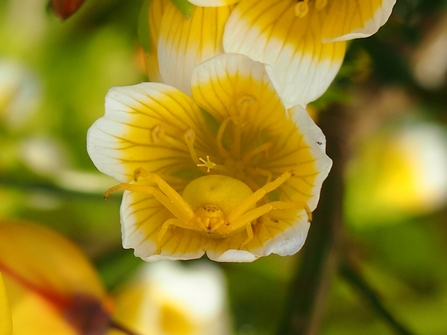 A crab spider blends into the yellow and waits to pounce 