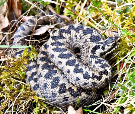 an adder curled up in a grassland