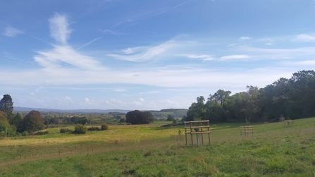 A field surrounded by trees with young trees in tree guards to create a wood pasture habitat