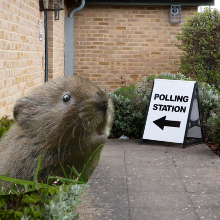 water vole at polling station