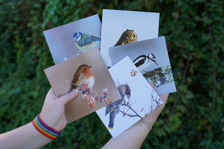 A pack of Winter Birds Christmas cards