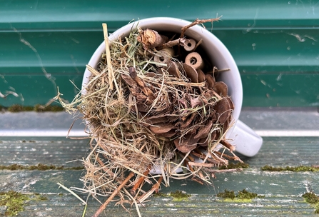 A mug bug hotel