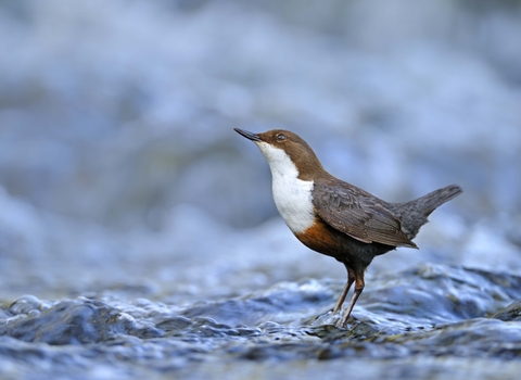 Dipper