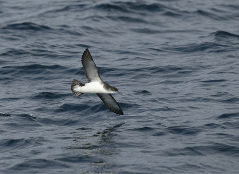 Manx Shearwater