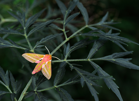 Elephant Hawk-moth