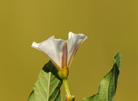 Field Bindweed