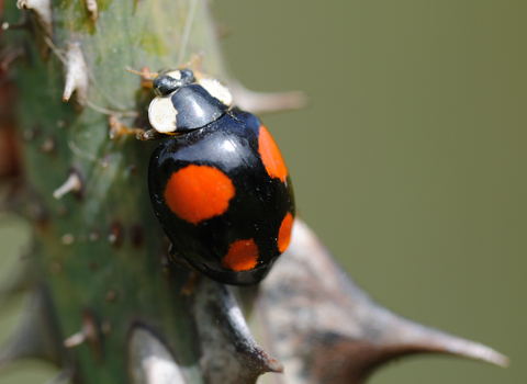 Harlequin Ladybird