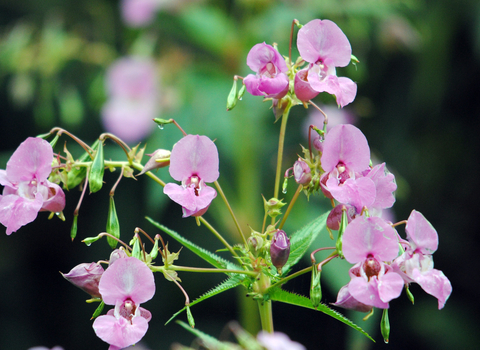 Himalayan Balsam