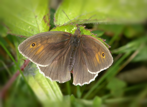 Meadow Brown