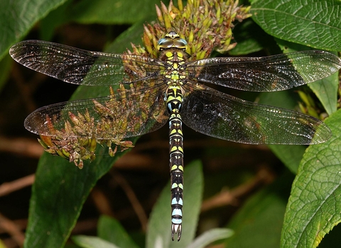 Southern Hawker