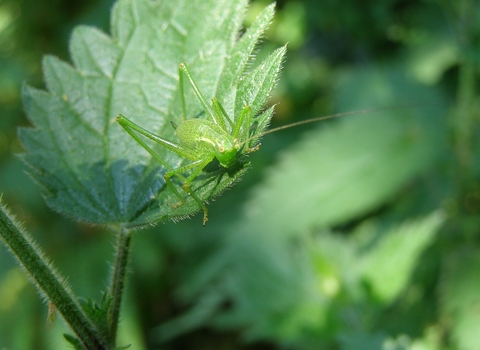 Speckled Bush-cricket