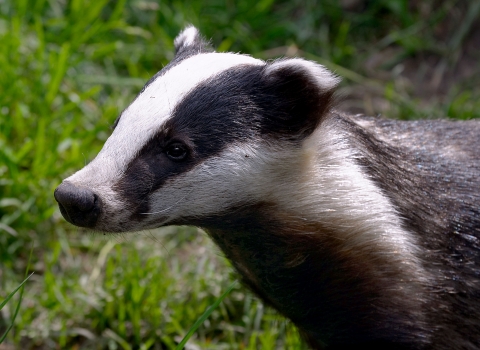 Badger (C) Terry Longley