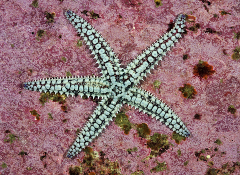 Spiny starfish