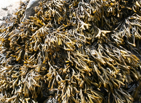 Channelled wrack