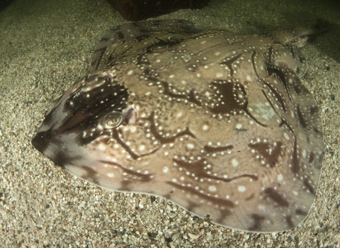 Undulate ray