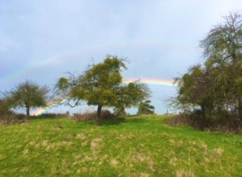 Community orchard