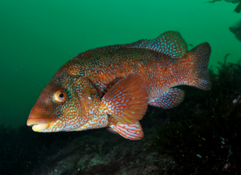 ballan wrasse