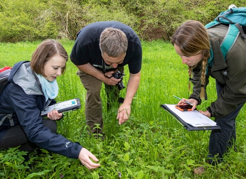 3 people in a green meadow crouched to look at plants 