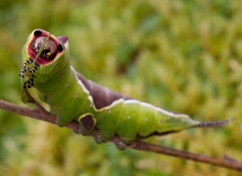 Identify caterpillars Gloucestershire Wildlife Trust