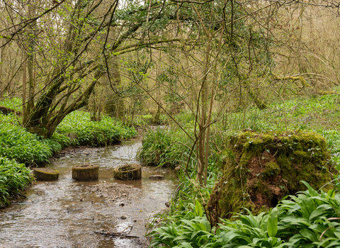 The stream at Midger Woods