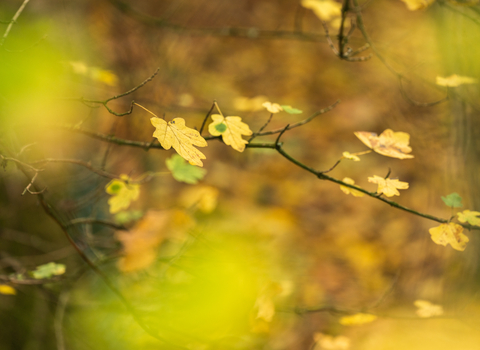 Autumn leaves at Robinswood Hill 