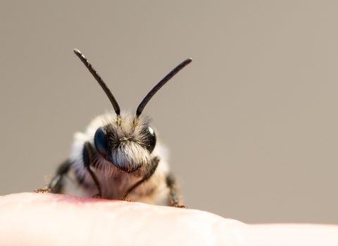 Ashy mining bee