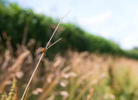 Ladybird in long grass in front of a hedgerow